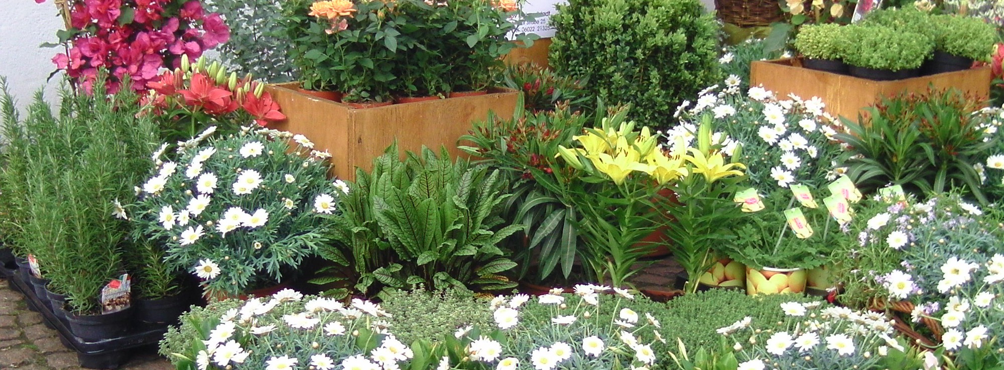 pflanzenBlumen2008