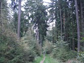 wald_pfad