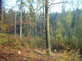 wald1055