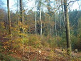 wald1056