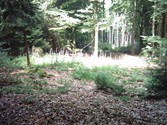 wald1074