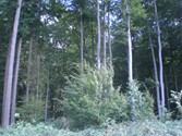 wald1084