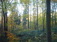 natur1156