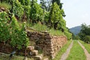 wine-terraces-201709_1280